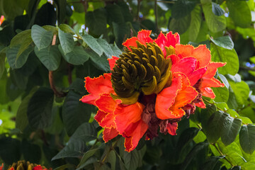 Spathodea  campanulata, African, tulip tree in bloom.
