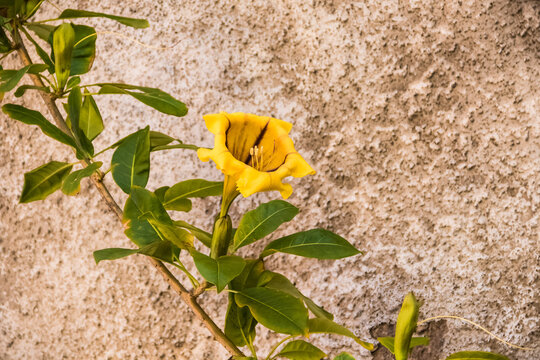 Solandra maxima in bloom.
