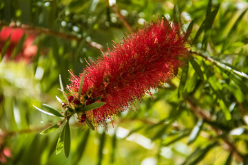 Red Callistemon Coccineus, Bottlebrush flower.