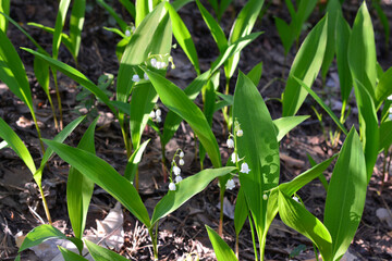 a lot of Lily of the Valley in the Woods with sunlight close up 
