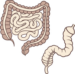 Fototapeta premium Intestines organ vector Illustration. Intestines vector art with white background. 