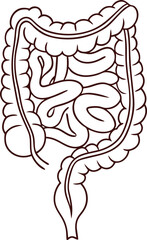 Intestines organ vector Illustration. Intestines vector art with white background. 