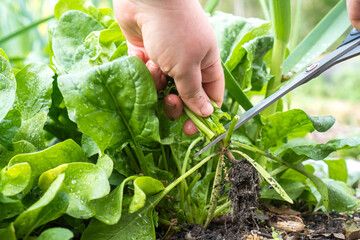 Harvesting Spinach with Scissors / Cutting fresh spinach leaves with garden scissors in an organic...