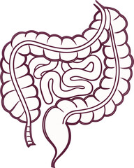 Intestines organ vector Illustration. Intestines vector art with white background. 