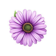 Obraz premium Vibrant Purple Osteospermum Flower Blossom Close-up