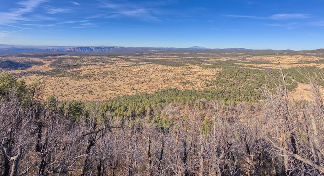 View of Coconino National Forest from the summit of Apache Maid Mountain, Arizona, USA