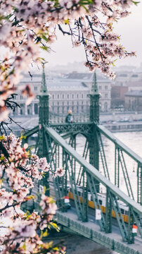 cherry blossom, Budapest