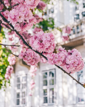 pink cherry blossom, Budapest