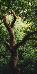 Fototapeta premium Majestic Oak Tree with Rich Textures and Lush Green Foliage in Sunlit Forest : Generative AI