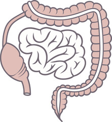 Intestines organ vector Illustration. Intestines vector art with white background. 