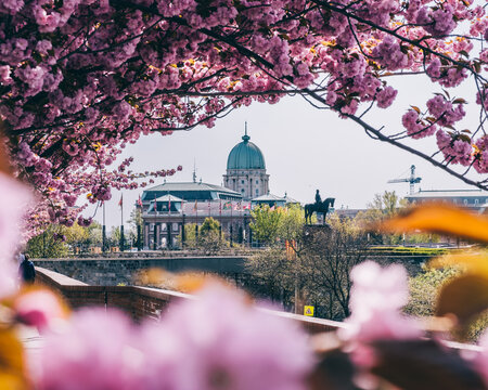 cherry blossom in spring, Budapest