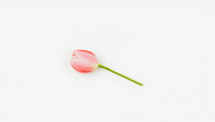 Delicate pink tulip placed on a clean white background, showcasing minimalistic beauty and softness.