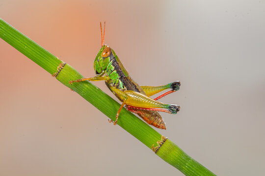 Close-up of a grasshopper on a plant stem, Indonesia