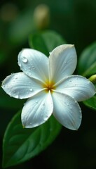 Fototapeta premium Tiny droplets of water cling to delicate white petals of a flower, west indian jasmine, texture