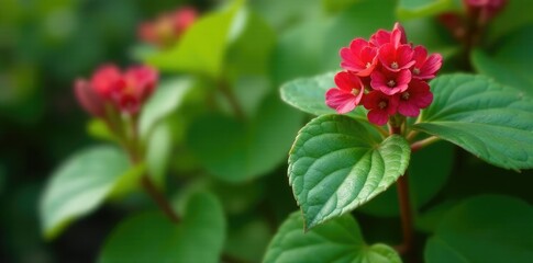 Thick fleshy heart-shaped leaves of Bergenia crassifolia plant in full growth, flowers, herb