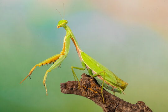 Close-up of a green mantis on a branch, Indonesia