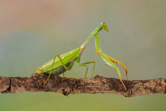 Close-up of a green mantis on a branch, Indonesia