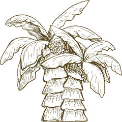 Vintage Engraved Palm Tree Illustration - Tropical Botanical Design Element