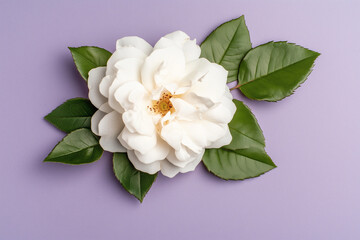 Obraz premium White vase with a pink flower in it sits on a table