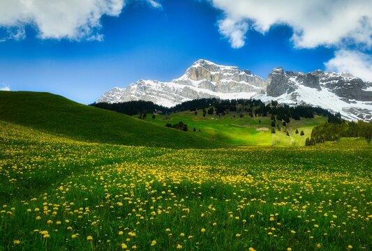 Wildflowers growing in a meadow with Snowcapped mountains in the background, Switzerland