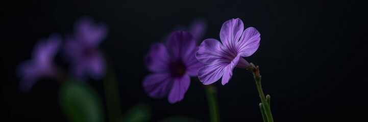 single violet flower isolated on black background with soft focus, botanical, soft focus