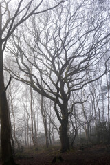 Trees in misty forest