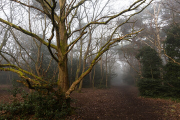 Tees in misty forest