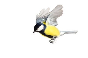 beautiful bird, titmouse in flight isolated on white
