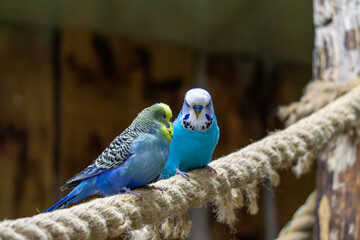 Obraz premium two lovebirds sitting on a rope. love of animals