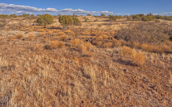Rocky Prairie near Rarick Canyon, Coconino National Forest, Arizona, USA