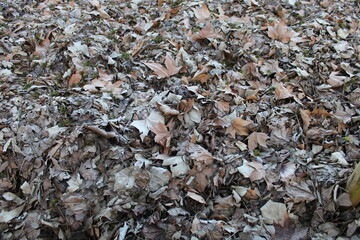 Tas de feuilles en compost dans le jardin