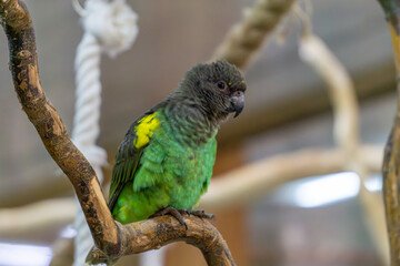 The African golden-spotted bird is a medium-sized exotic bird from the parrot family. colorful wild bird with a large beak sitting on wood.