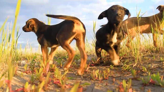 Cute Puppies Wagging Their Tails At Sunset