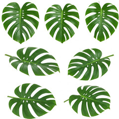 monstera leaves on white background