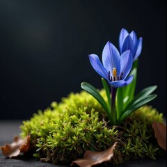 Naklejka premium Deep blue squill flower amidst lush green moss and earthy brown leaves on a dark wooden background, moss, botanicals