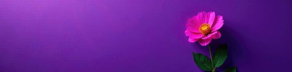 Obraz premium Dark purple wall with a single, isolated flower blooming, vibrantcolors, naturelovers, purplewall