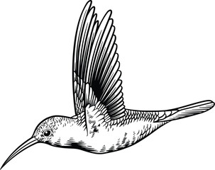 hummingbird vector hand drawn illustration  © black