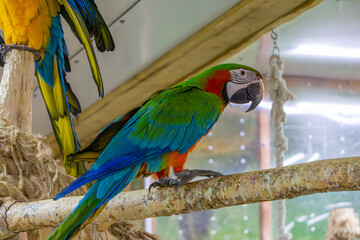 Obraz premium large colorful macaw parrots sitting on wood. tame large wild exotic birds.