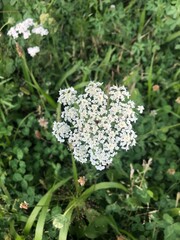 Plantas y flores de colores. Rojas, verdes, amarillas y moradas. Cactus, crasas y aromáticas