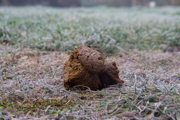 dog feces on a green lawn in the city in the park. large dog feces on frozen grass in winter.
