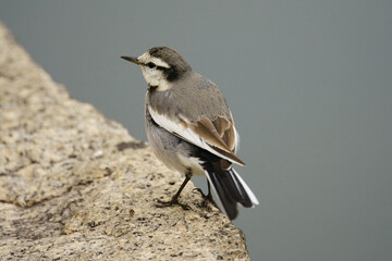 Black-backed wagtail is a Common sparrow-like bird found in Japan.