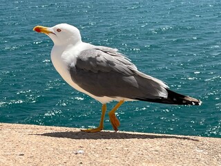 gaviota en el muro de Peñiscola