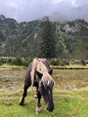 Caballo negro Dando un paseo por el Vignemale, pirineo francés. Caballos  y paisajes de alta...