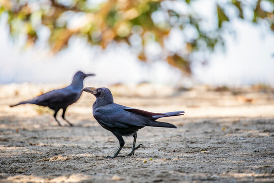 Close-up of two large-billed crows (Corvus macrorhynchos) on a beach, Komodo National Park, Indonesia