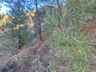 pinares y bosque mediterraneo lleno de setas y frutos