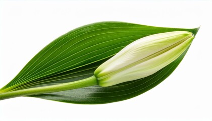 Lily flower bud with green leaf isolated on transparent or white background