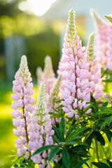 Beautiful lupins blossoming on flower bed on summer day. Bunch of lupines summer flower background.