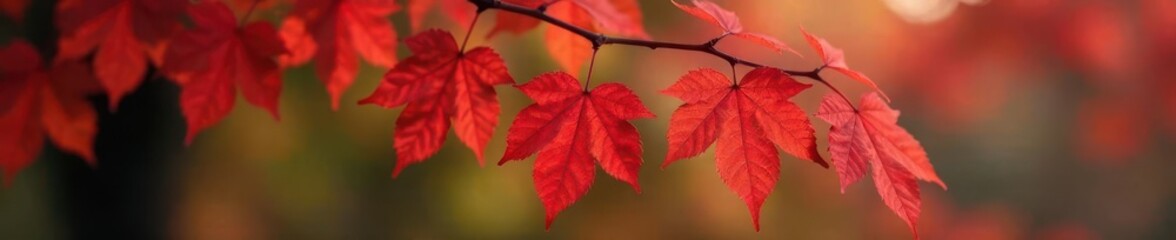 Obraz premium Scarlet leaf unfolding on sweetgum tree branch, foliage, fall color, tree leaf