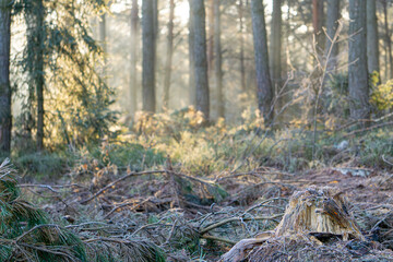 sun rays in the winter forest in the morning. streaks of sunlight shining through trees in a mixed, coniferous and deciduous forest. morning in the forest. winter dawn. magic forest.
