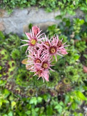 plantas y flores de color morado, rojo, rosa y blanco.